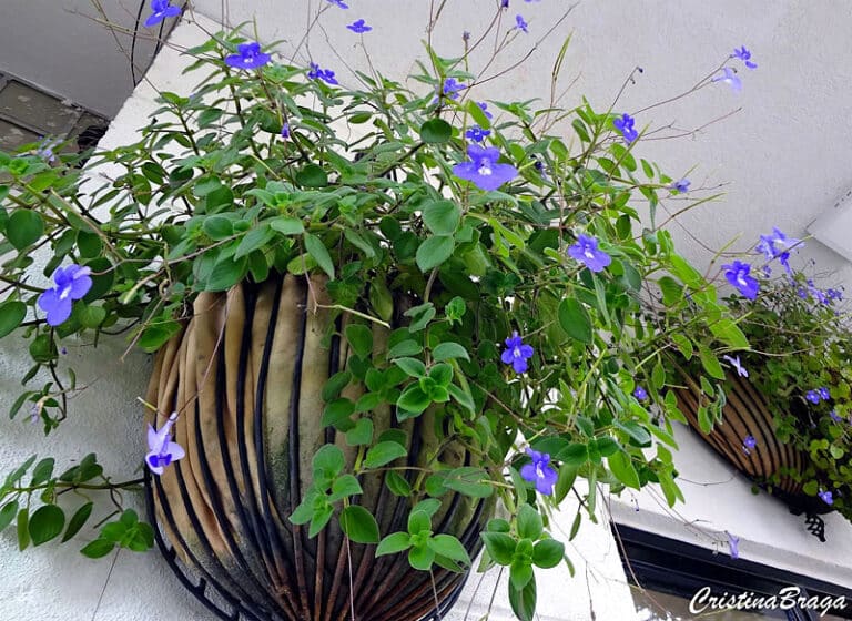 Plantas pendentes flores Ideias para decoração de casa