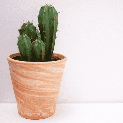 plantas para apartamento