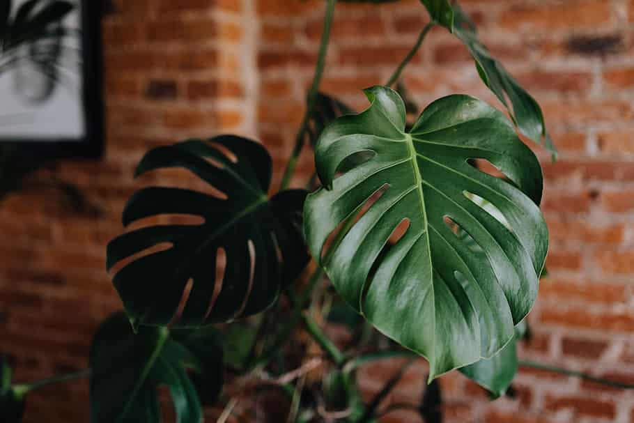 plantas para decorar a sala