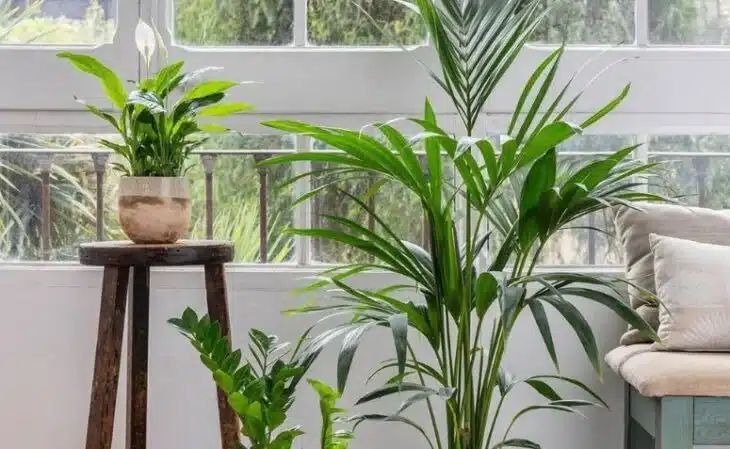 plantas para decorar a sala