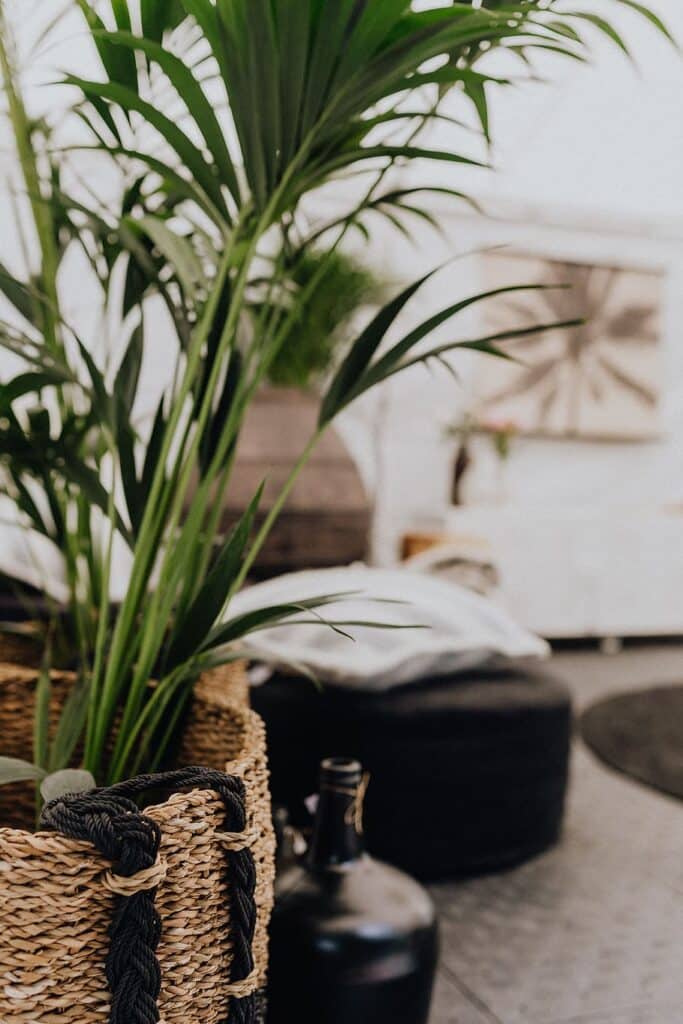 plantas para decorar a sala