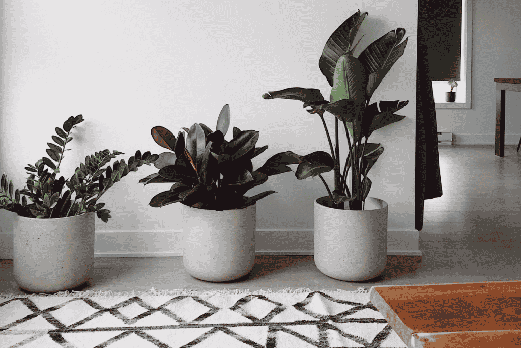 Plantas para corredor sem luz