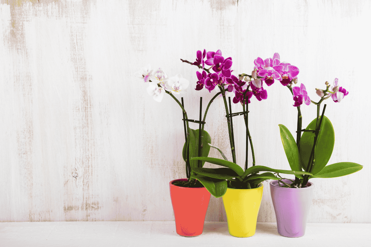 orquídeas para ambientes internos