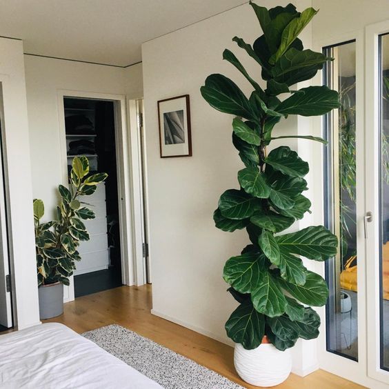 plantas para decorar quarto