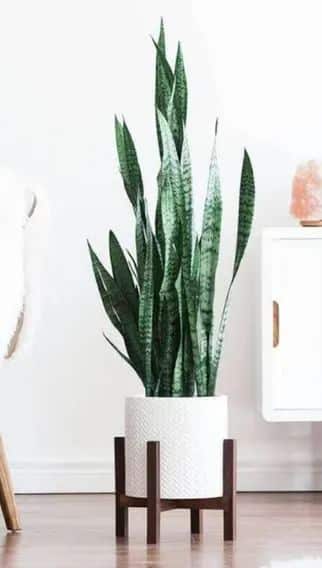 plantas para decorar quarto