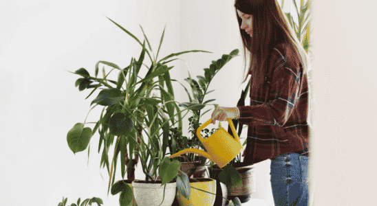 plantas resistentes