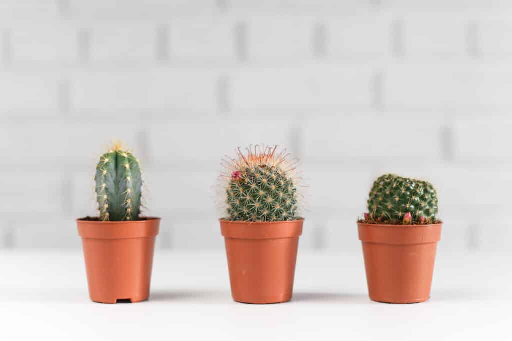 Cactos em casa para decoração