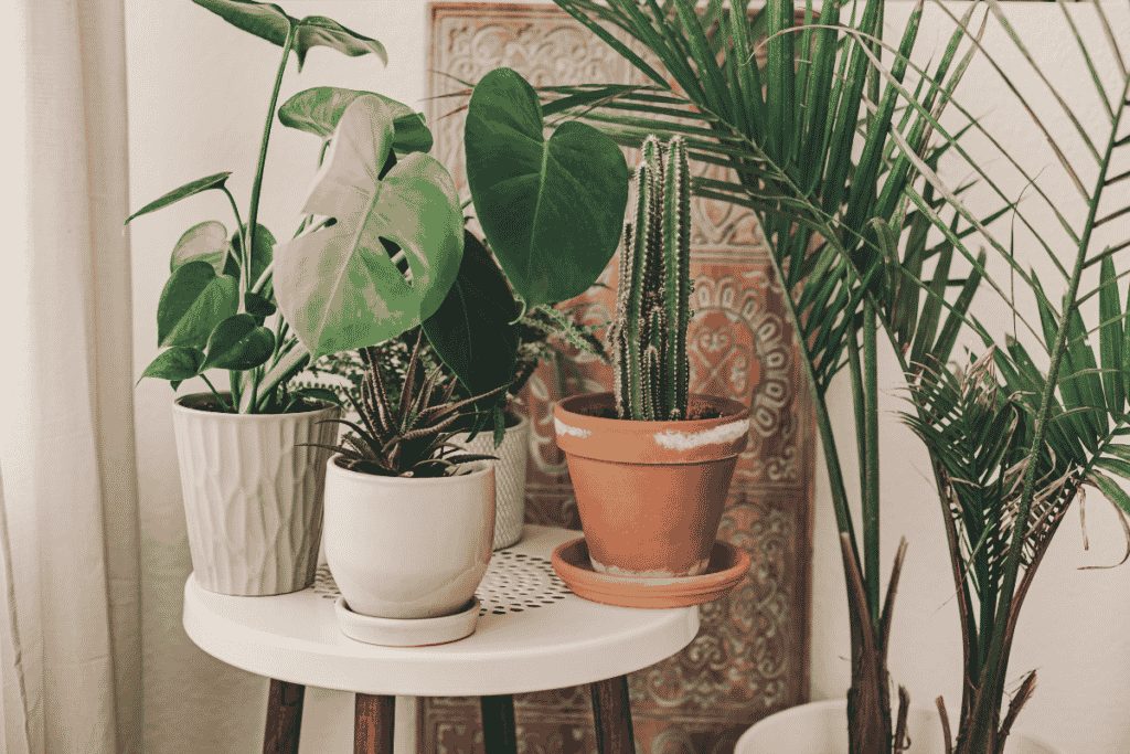 decoração com cactos