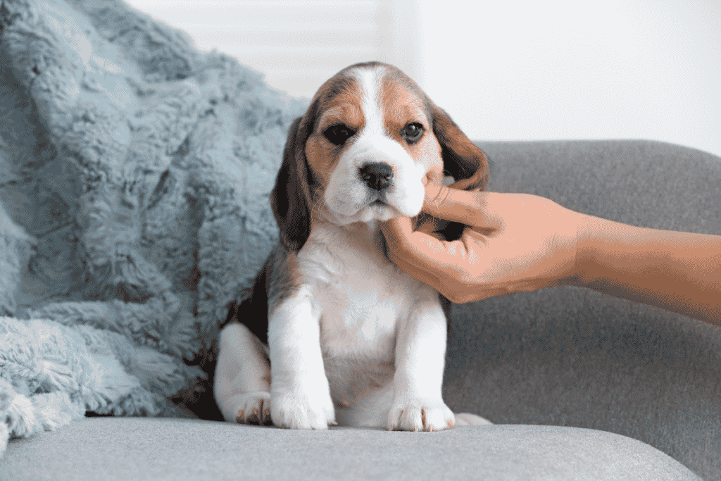 dicas de espaço para pets em casa