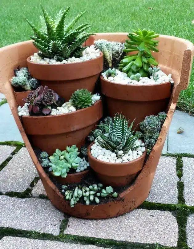jardim desértico