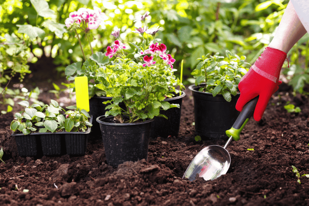 jardinagem em casa para iniciantes