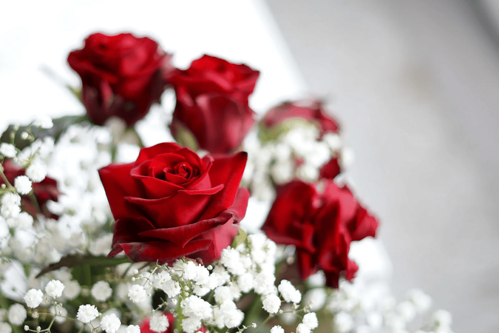 cultivar rosas em casa