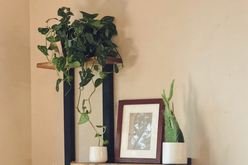 Decoração com jiboia