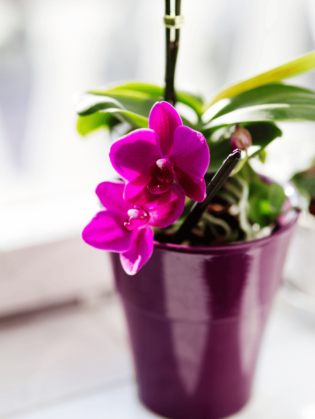 flores para decoração de interiores