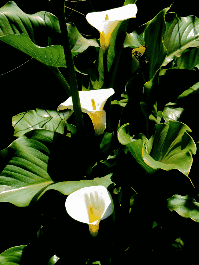 flor copo de leite na decoracao de casa