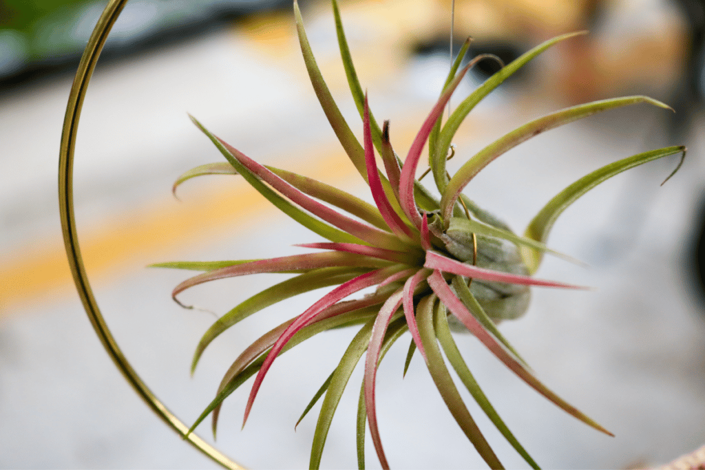 Plantas aéreas