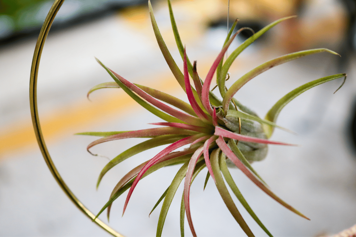 Plantas aéreas