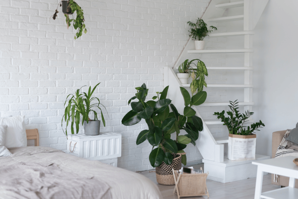 como cuidar das plantas fora do home office