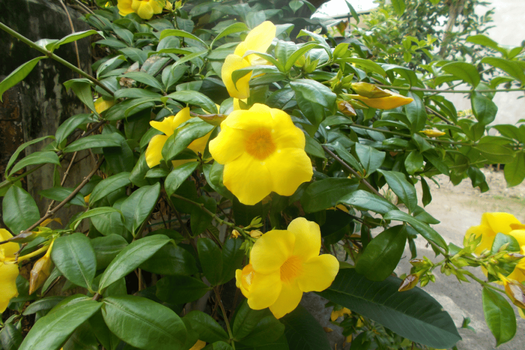 como cultivar alamanda