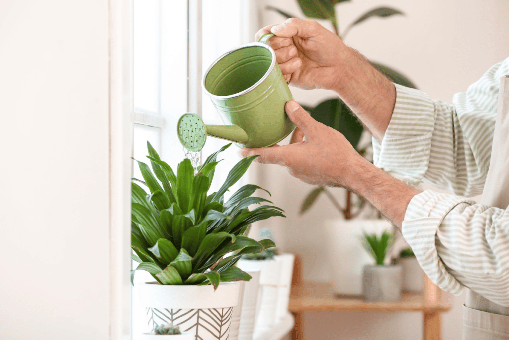 cuidados em casa com plantas
