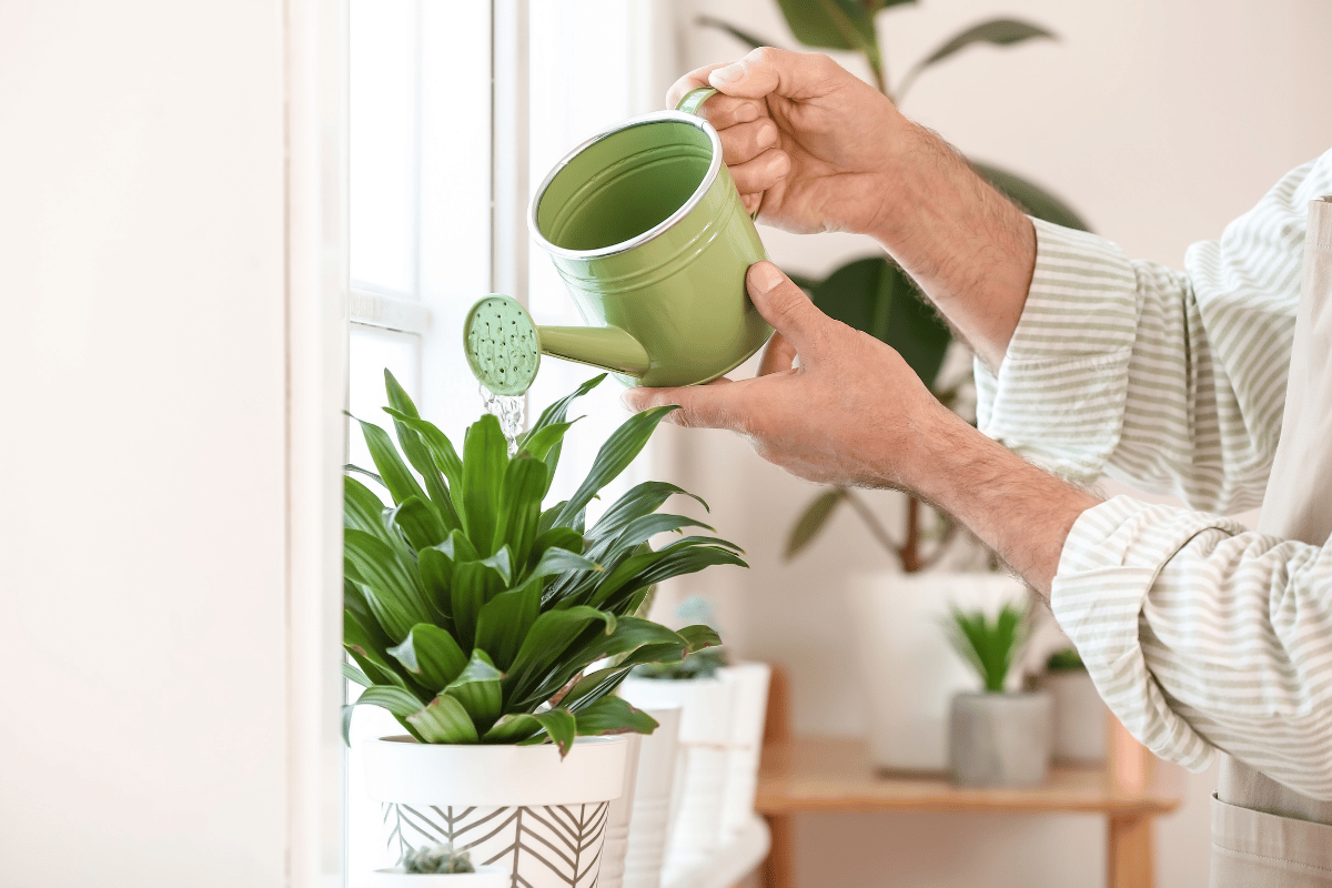 cuidados em casa com plantas