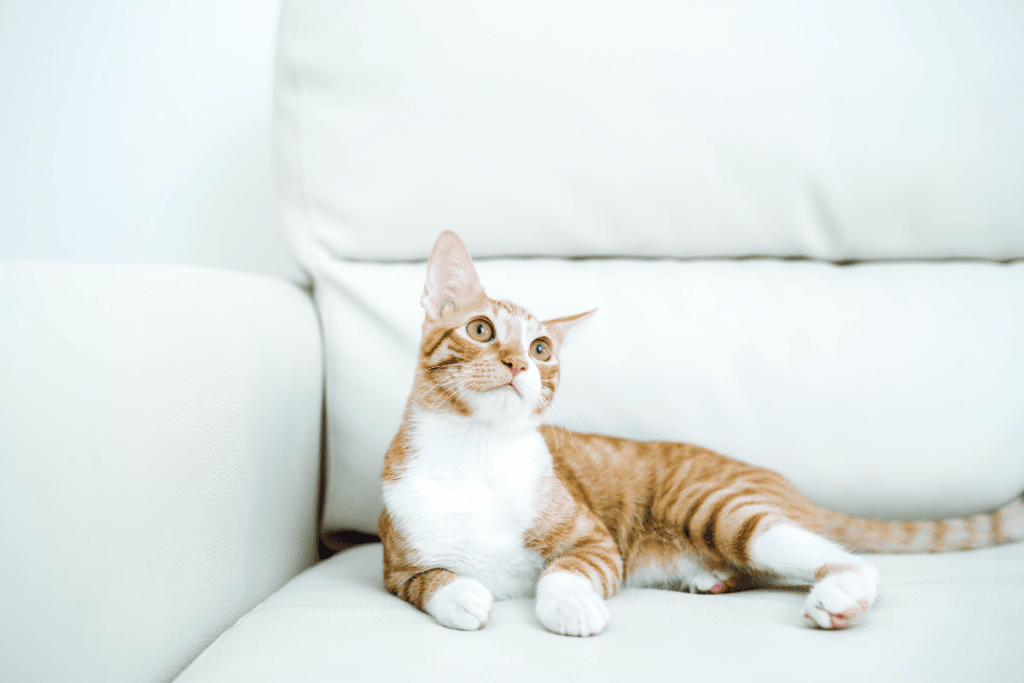 dicas de uma casa com gatos