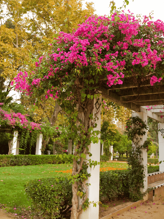 pergolado de madeira com flores