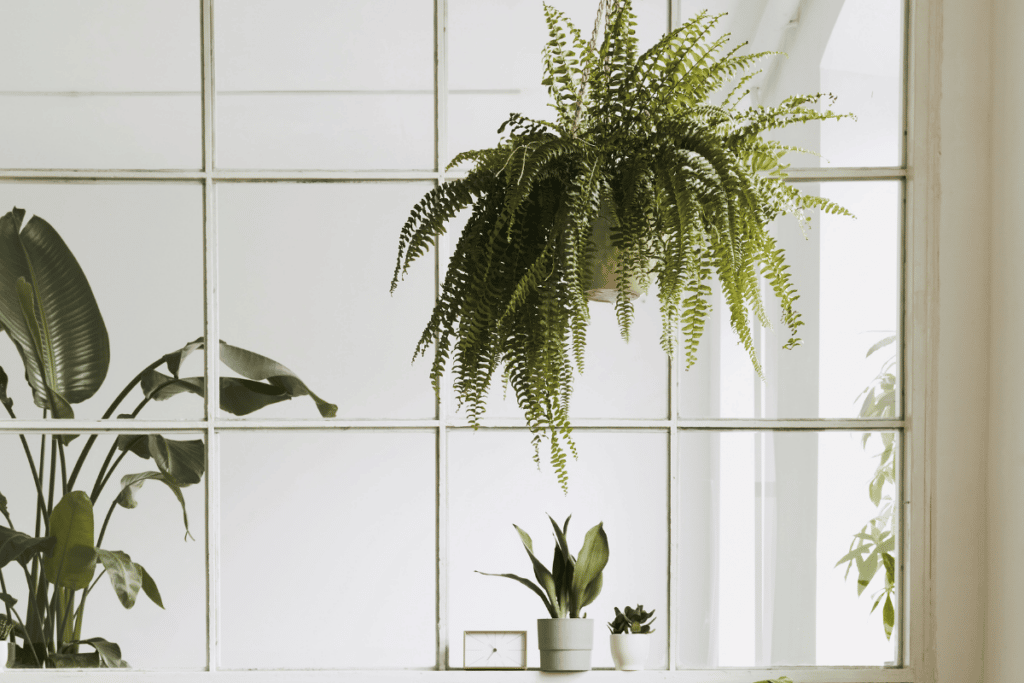 Dicas de plantas que purificam o ar