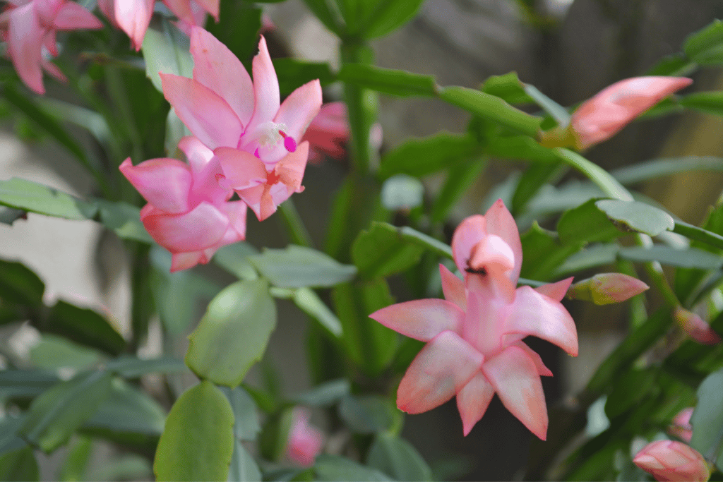 Flor-de-maio na decoração da sua casa 