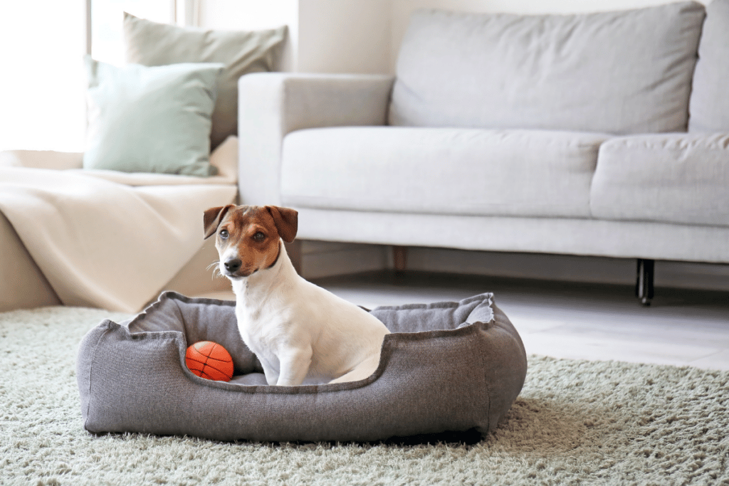 como montar cantinho para pets