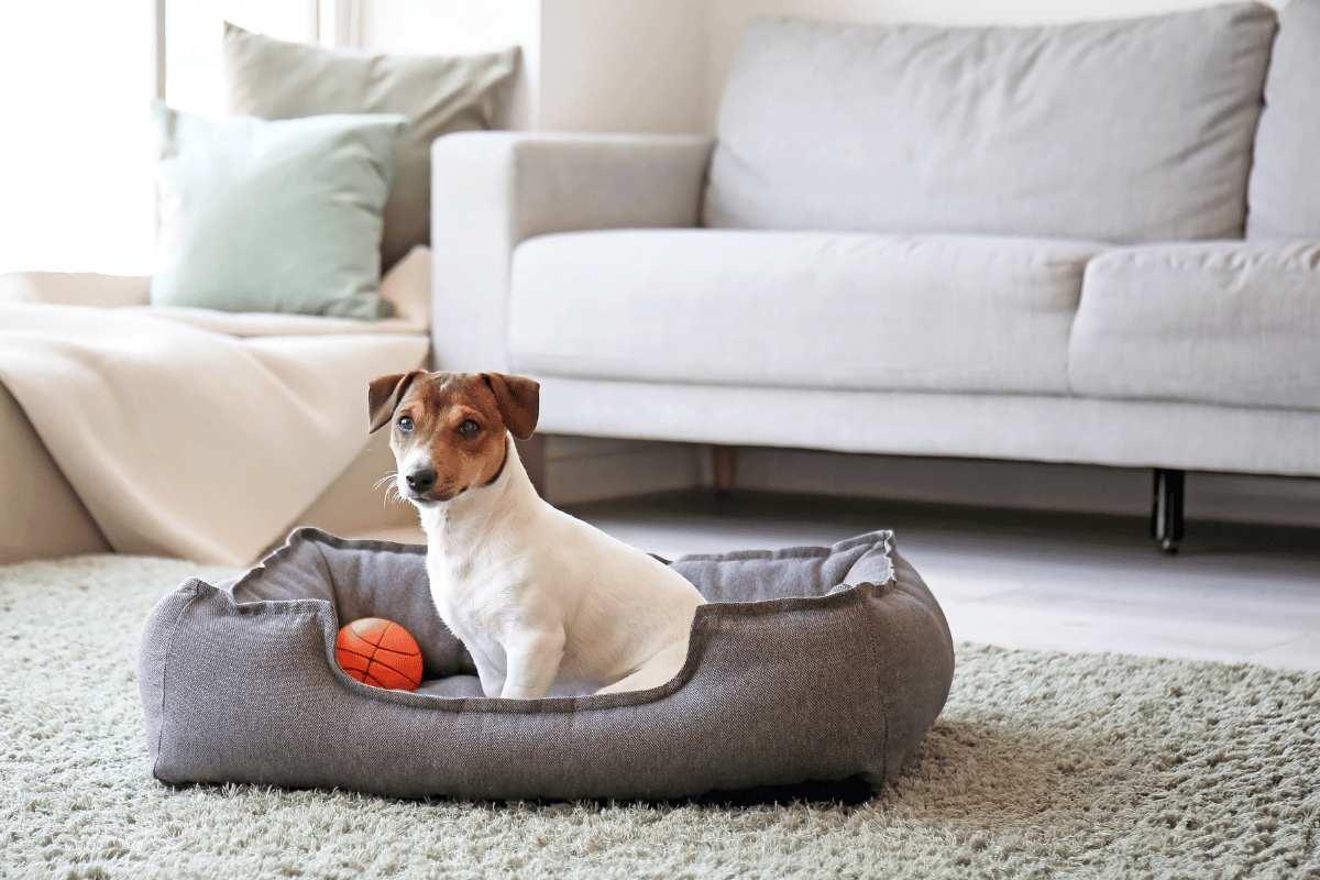 como montar cantinho para pets