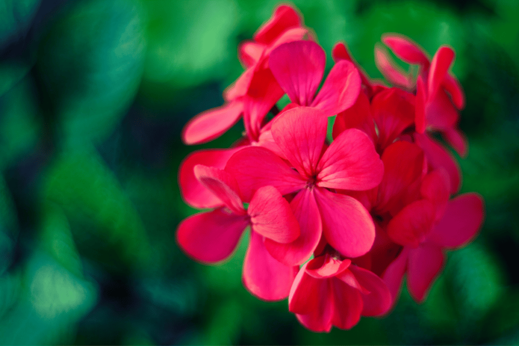 flores na decoração