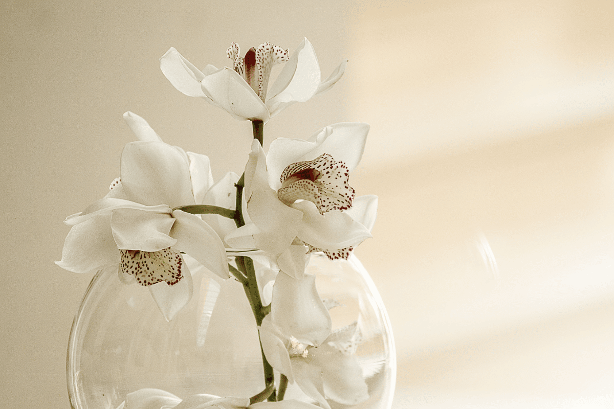orquídea na decoração