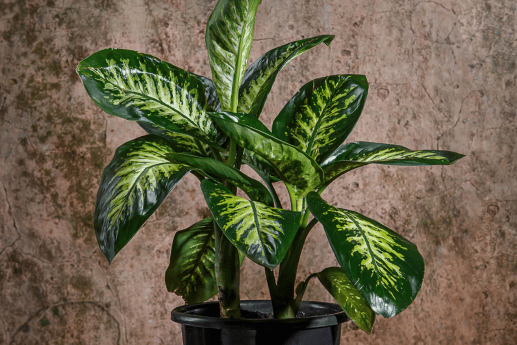 planta comigo-ninguém-pode