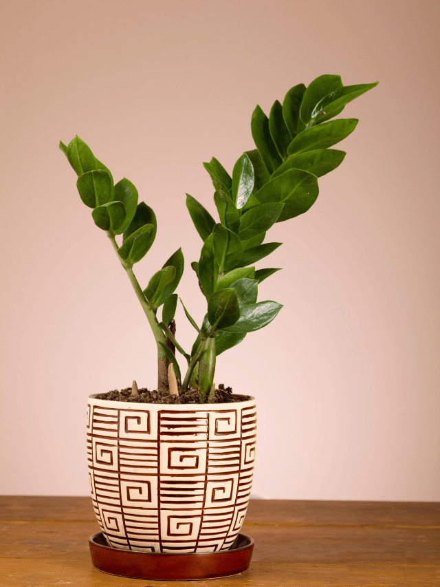 planta zamioculca