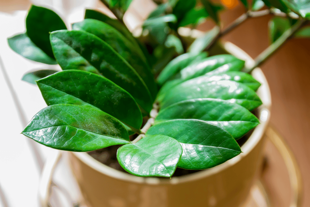 planta zamioculca