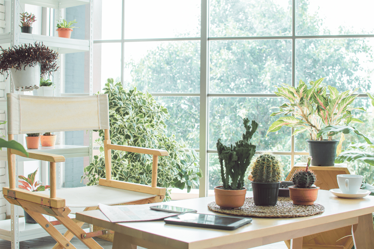 plantas na decoração de casa