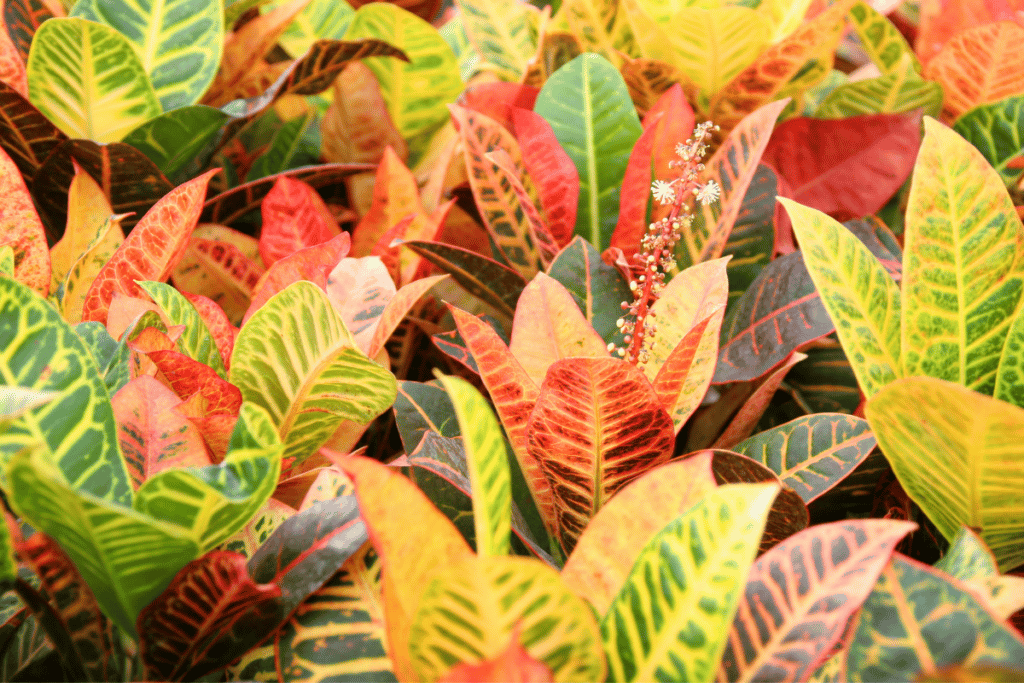 plantas venenosas