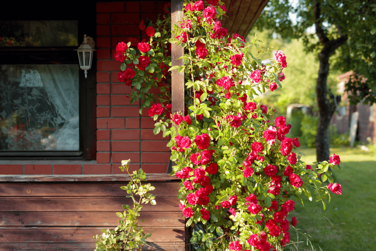 rosas floridas por mais tempo