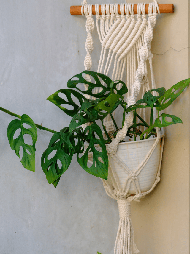 suporte de planta de macrame