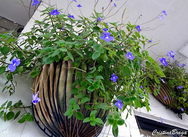 plantas pendentes com flores