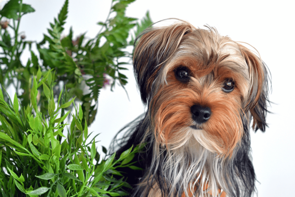 Plantas venenosas para cachorros