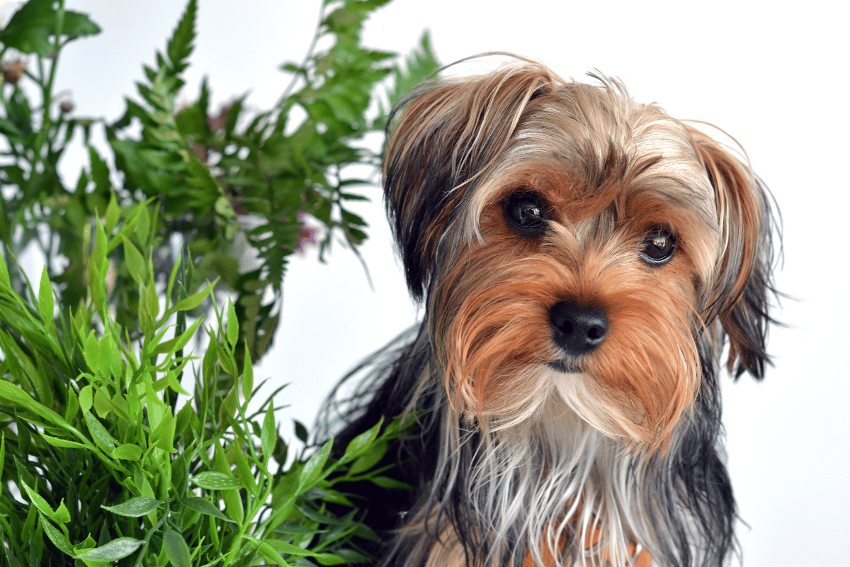 plantas venenosas para cachorros