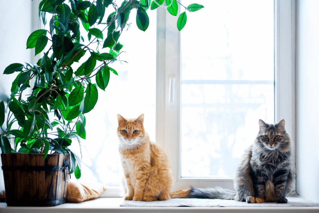 Plantas venenosas para gatos