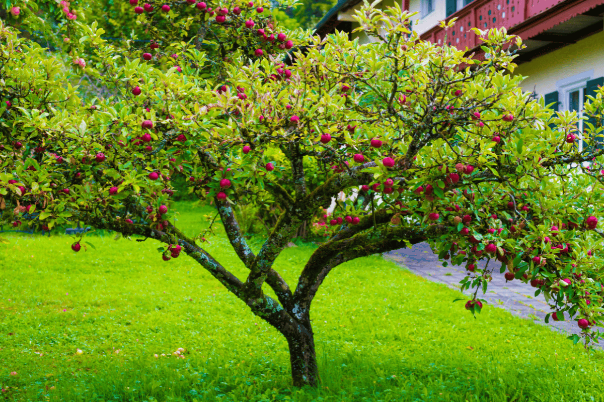 árvores para jardim