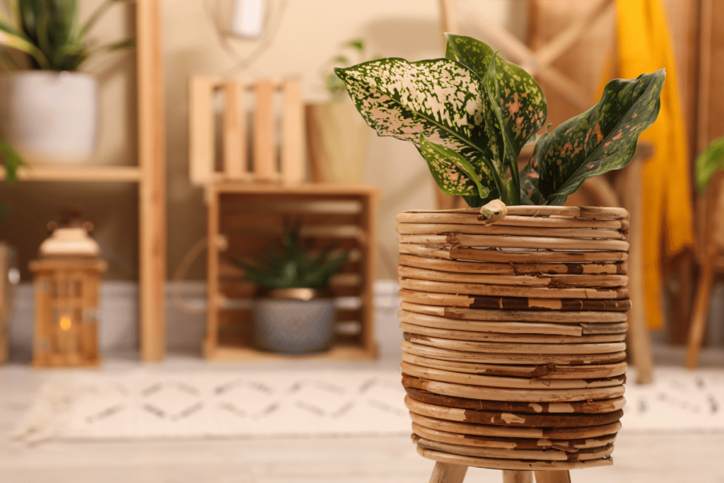 cachepot para plantas