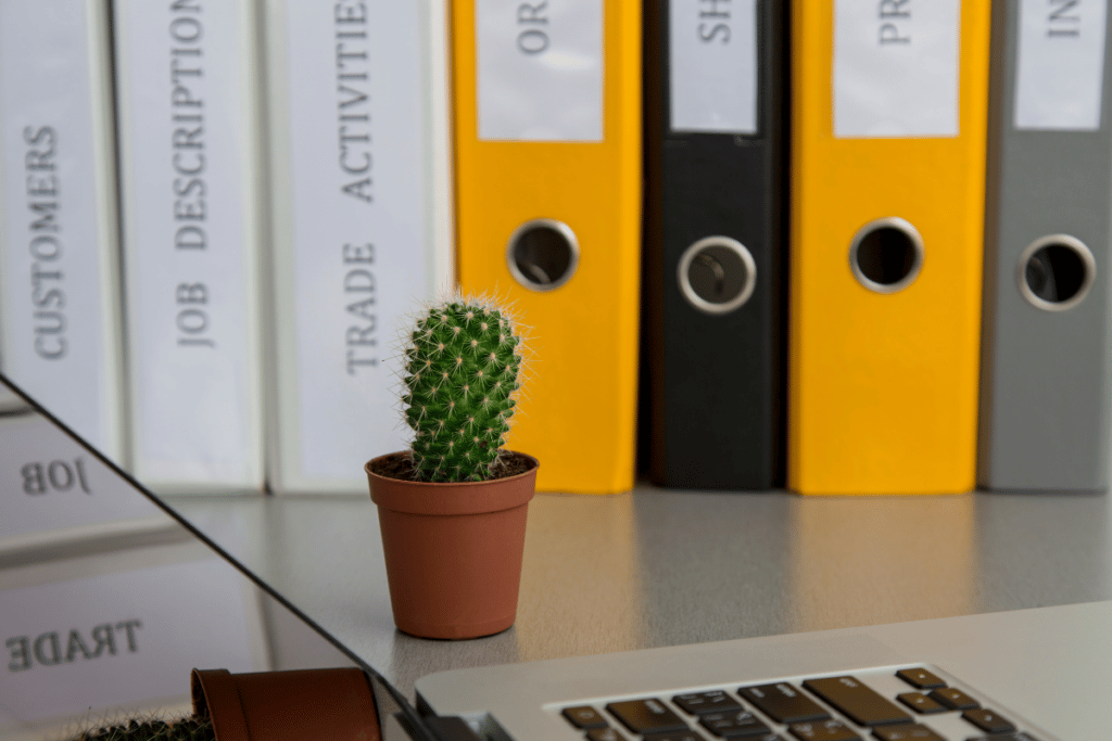 cactos na decoração