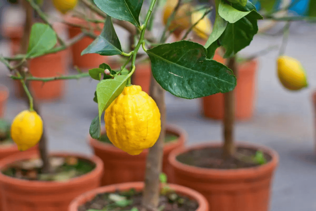 cultivar limão doce em vaso