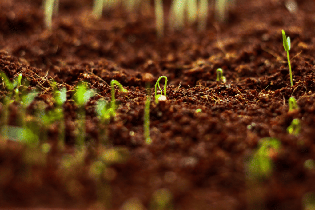 germinar sementes