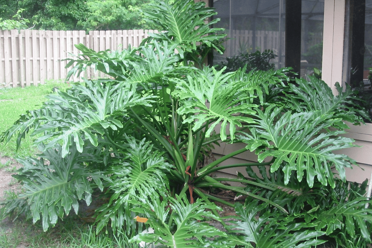 planta Guaimbê